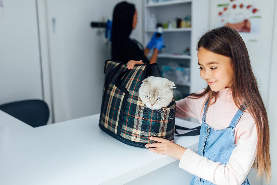 Choosing Perfect Pet Carriers For Safe Travel