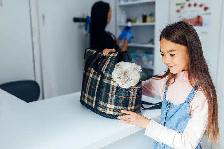 Choosing Perfect Pet Carriers For Safe Travel