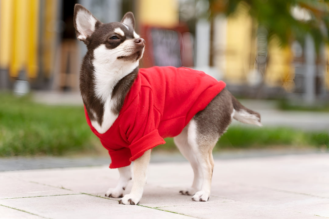 Stylish Pet Clothes For Every Season