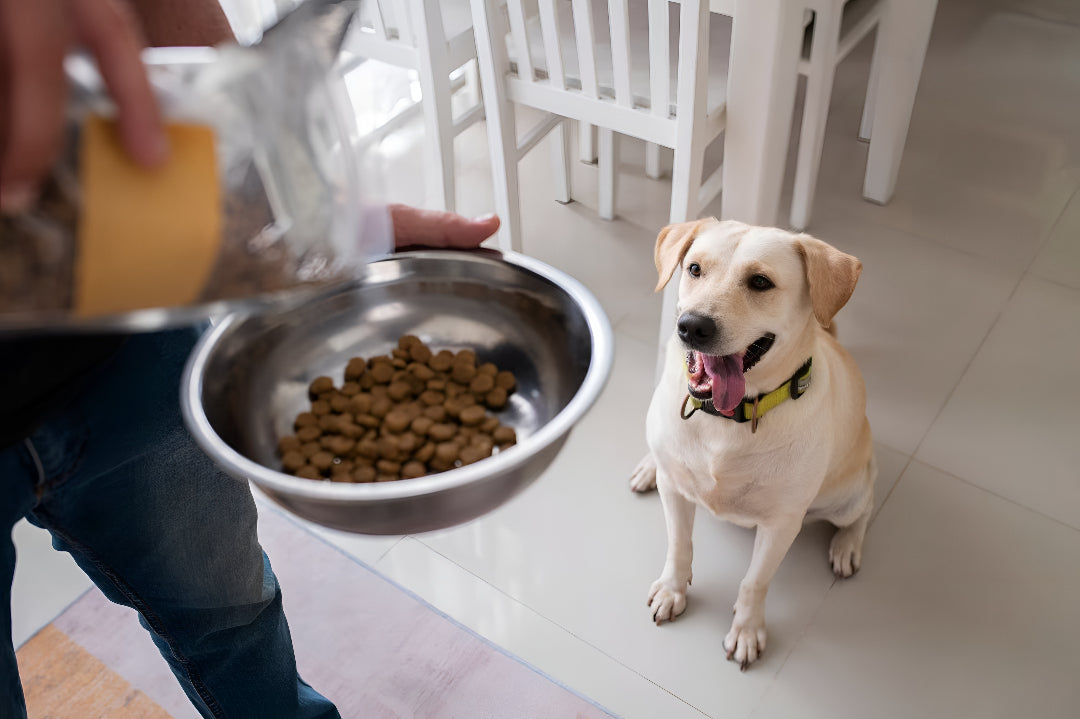 Essential Pet Feeding Tips For Better Health